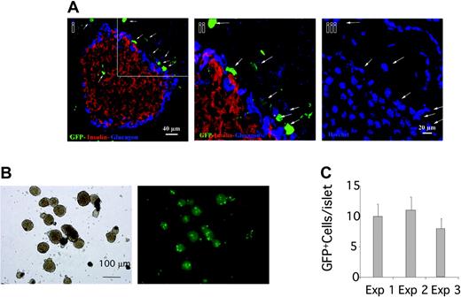 Figure 4. Pancreatic islets are able to attract BM-derived cells. (A) Confocal microscopy analysis of GFP+ BM-derived cells in pancreas 2 weeks after BMT. GFP+ BM cells localized around and at lower extent inside the islet. Immunostaining for insulin (red) and glucagons (blue). DAPI: nuclear staining. (Aii-iii) Close-up view of the region marked in panel Ai. White arrows point to the GFP+ cells localized around the islet that are confirmed by the nuclear staining. (B-C) Islet isolated from mice that underwent transplantation with GFP+ BM after 11 (exp 1), 12 (exp 2), and 13 weeks (exp 3). (B) Low-power magnification (× 5) of islet representative of the 3 experiments; left panel: phase contrast image; right panel: fluorescence image. (C) GFP+ cells inside the islets were counted directly in floating isolated islets. Data are expressed as number of GFP+ cells/islet (mean ± SE); 150 islets were evaluated for each experiment.