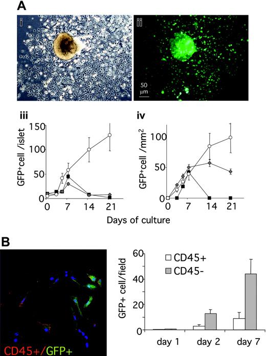 Figure 5. BM-derived CD45– can be isolated and expanded from pancreatic islets. (A) GFP+ cells inside and outside islets after islet isolation and 4 weeks of culture. Low-power magnification of islets representative of the 3 experiments photographed under an inverted microscope after 1 week of culture. (i) Phase contrast. (ii) Fluorescence image. Islets were photographed under an inverted microscope at different time points during culture. The number of GFP+ cells was calculated with Scion Imaging Software (Scion, Frederick, MD) (iii-iv). For cells found inside islets (iii), data at each time point are expressed as the mean ± SE GFP+ cell/islet determined for 100 islets. For cells found outside islets (iv), an area from the islet center corresponding to twice the islet diameter was outlined and cells scored in the area not occupied by the islet. The data at each time point are expressed as the mean ± SE GFP+ cell/100 μm2 non–islet area determined for 50 islets. (B) Staining for CD45 (red) and GFP (green) of cells found outside isolated islets after 24 hours or 48 hours of culture. (Left) Confocal microscopy showing GFP+/CD45+ and GFP+/CD45– cells at 24 hours. (Right) Results (mean ± SE) of cell counting are expressed as number of cells/field. At least 20 fields for each time point were counted.