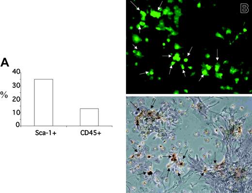 Figure 6. BM-derived CD45– can be isolated and expanded from pancreatic islets. (A) Staining for Sca-1 and GFP of cells found outside isolated islets after 7 days of culture. Results (mean) of cell counting are expressed as percent of the GFP+ cells. (B) Alizarin red staining for detecting osteogenic differentiation of BM-derived GFP+ cells isolated and expanded from pancreatic islet. Isolated islets were cultured in standard conditions for 1 week, and after 3 weeks of osteogenesis conditions were stained by alizarin red. A representative field photographed under an inverted microscope. (Top) Fluorescence image. (Bottom) Phase contrast. The arrows point to the GFP+ cells localized around the islet that are confirmed to be osteoblasts by alizarin red.