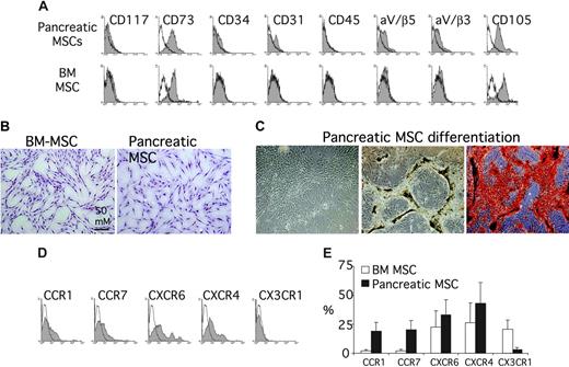 Figure 7. Characterization of tissue pancreatic MSCs. (A) Surface marker profile of pancreatic MSCs after 3 weeks of culture (top row) and BM-MSCs (bottom row). Open curves refer to control antibody signal; shaded curves refer to specific antibody signal. Results are from 1 experiment of 3 performed. (B) Morphology of BM-MSCs and tissue pancreatic MSCs. Both MSCs appeared adherent in monolayer with a fibroblast-like morphology. (C) Osteogenic differentiation of tissue pancreatic MSCs (“Materials and methods”). Tissue pancreatic MSCs in culture without differentiation medium (left) and with differentiation medium (middle and right). After differentiation, cells stained positive for alizarin red (right). (D) Surface expression of CCR1, CCR7, CXCR4, CXCR6, and CX3CR1 on tissue pancreatic MSCs detected by flow cytometry. (E) The percentage of positive cells for the chemokine receptors is reported (mean ± SD; n = 2) and compared with the values obtained for BM-MSCs.