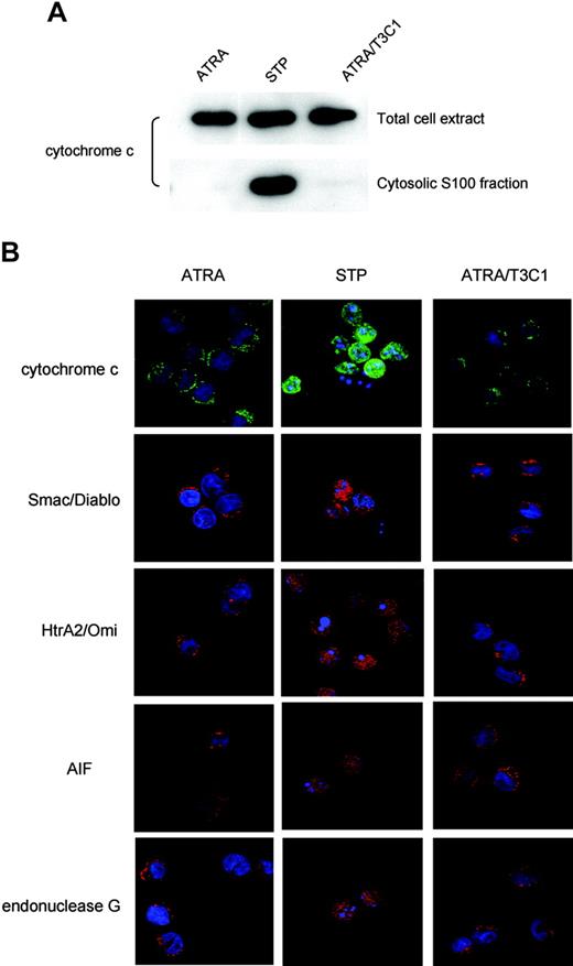 Figure 6. Absence of mitochondrial intermembrane protein release upon NB4-LR1 cell treatment with the C-terminal domain of TSP-1. NB4-LR1 cells were either treated with ATRA (1 μM) for 3 days without or with the T3C1 recombinant fragment (3 μM) or treated with staurosporine (STP; 5 μM) for 3.5 hours. (A) Western blot analysis, under reducing conditions, of total cell extract and cytosolic S100 fraction prepared from 5 × 106 cells, as described in “Materials and methods,” for detection of cytochrome c, using monoclonal antibody (1:100), in the respective fraction each corresponding to 105 cells. (B) Immunofluorescence analysis of mitochondria protein in NB4-LR1 cells. Upon fixation by 2% PFA and permeabilization with 0.1% saponin, as described in the “Materials and methods,” cells were incubated with antibodies to cytochrome c (1:200), AIF (1:500), Smac/DIABLO (1:150), Omi/HtrA2 (1:150), or endonuclease G (6 μg/mL). Alexa Fluor 594-conjugated anti-rabbit IgG and Alexa Fluor 488-conjugated anti-mouse IgG were used as secondary antibodies. Vectashield containing DAPI for nucleus staining was used as mounting medium for confocal microscopy analysis.