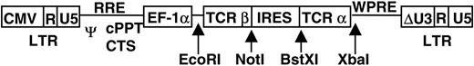 Figure 1. Schematic of a self-inactivating vector carrying WT1-specific TCR α and β chain genes. The coding region of WT1-specific TCR genes was obtained from cDNA of the WT1-specific Tc clone, TAK-1, by a 5′-RACE–PCR method. Genes encoding WT1-specific TCR α and β chains were inserted into self-inactivating lentivirus vector (CS II-MCS-IRES-GFP) as described in “Materials and methods,” and CS II-β-IRES-α was constructed. Ψ indicates packaging signal; RRE, rev responsive element; cPPT, central polypurine tract; CTS, central termination sequence; EF-1α, human elongation factor 1α subunit gene promoter; WPRE, woodchuck hepatitis virus posttranscriptional regulatory element; LTR, long terminal repeat; and IRES, internal ribosome entry site.