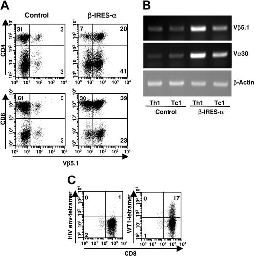 Figure 2. Expression of transduced WT1-specific TCR. PBMCs were activated by PHA and plate-bound anti-CD3 mAb in the presence of type-1–inducing conditions and infected with a lentivirus carrying WT1-specific TCR α and β chain genes or mock virus. Ten days after infection, expression of the transduced TCR (Vα30 and Vβ5.1) was examined. (A) Cells were stained with FITC-conjugated anti-TCR Vβ5.1 mAb and either PE-conjugated anti-CD4 or anti-CD8 mAb. Fluorescence intensity of the cells was measured by a FACSCalibur instrument and analyzed by CellQuest software. (B) After isolation of CD4+ and CD8+ T cells by a FACSVantage instrument, mRNA was extracted and converted to cDNA by reverse transcription. TCR Vα30 and Vβ5.1 cDNA were amplified by PCR, separated on 1% agarose gel, and visualized with ethidium bromide. (C) TCR gene–transduced Tc1 cells were stained with PE-conjugated HLA-A24 tetramer loaded with WT1 peptide or HIV envelope peptide. Then, cells were stained with FITC-conjugated anti-CD8 mAb. Staining profile of the cells was measured by a FACSCalibur instrument and analyzed by CellQuest software. In panels A and C, percentage of cells in each quadrant is indicated in cytometer plots.