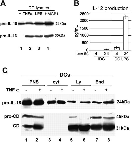 Figure 2. Production and subcellular localization of IL-18 in iDCs and mDCs. (A) Western blot analysis of IL-18 (top blot) and IL-1β (bottom blot) in cell lysates from iDCs cultured 24 hours without (-; lane 1) or with 50 ng/mL TNF-α (lane 2), 1 μg/mL LPS (lane 3) or 1 μg/mL HMGB1 (lane 4). (B) Measurement of IL-12 production. IL-12 concentrations in culture supernatants of 4- or 24-hour incubations of iDCs or LPS-treated DCs (5 × 105 cells) were measured using a human IL-12 ELISA kit. Results are expressed as picograms per milliliter. Error bars represent standard error of a single experiment performed in triplicate. (C) Subcellular localization of IL-18 in iDCs and mDCs; iDCs (lanes 1, 3, 5, and 7) and mDCs (treated 24 hours with TNF-α; lanes 2, 4, 6, and 8) were homogenized and postnuclear supernatants (PNS; lanes 1 and 2, 1/20 of total) were subjected to differential ultracentrifugation giving rise to 2 pellets enriched in lysosomes (Ly; lanes 5 and 6) and endosomes (End; lanes 7 and 8), respectively. Lanes 3 and 4 show soluble cytosol (cyt). Fractions were blotted and hybridized with anti-IL-18 (top blot) and anti-cathepsin D (CD; bottom blot). One representative experiment of 4 performed is shown.