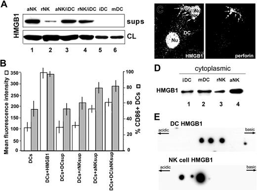 Figure 5. NK cells secrete HMGB1 that induces DC maturation. (A) Western blot analysis of HMGB1 in supernatants (sups, upper panel) and cell lysates (CL, lower panel) from 4-hour cultures of IL-2-activated NK cells (lane 1), rNK cells (lane 2), coculture of iDC and IL-2-activated NK cells (lane 3), coculture of iDC and rNK cells (lane 4), iDCs (lane 5), and LPS-treated DCs (mDCs; lanes 6). One representative experiment of 4 performed is shown. (B) CD86+ expression on iDCs (▦, percentage; □, MFI) after 24 hours of culture without (iDCs) or with 1 μg/mL purified HMGB1, or with supernatants from iDCs, rNK cells or aNK cells, or from iDC/aNK cocultures, as indicated. One representative experiment of 4 performed is shown. (C) Confocal immunofluorescence analysis of a DC/NK conjugate stained for HMGB1 (left) and perforin (right). In DCs most HMGB1 is nuclear, whereas in NK cells it is almost equally distributed between nucleus and cytoplasm. Arrows point to the cytoplasmic staining of HMGB1 and perforin in NK cell cytoplasm. (D) Western blot analysis of HMGB1 in cytoplasmic fractions from iDCs (lane 1), LPS-treated DCs (mDCs, lane 2), rNK cells (lane 3), and aNK cells (lane 4). (E) Aliquots of iDCs (upper panel) and IL-2-activated NK cells (lower panel) were lysed and 50 μg total protein extract was loaded onto 2-dimensional gels, blotted, and hybridized with anti-HMGB1 antibody. Note the presence of more acidic HMGB1 spots in NK cells.