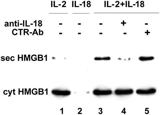Figure 6. IL-18 induces HMGB1 secretion by NK cells: inhibition by anti-IL-18. rNK cells were cultured for 7 days with 50 IU/mL rhuIL-2 (lane 1) or 1 ng/mL rhuIL-18 (lane 2) or both (lanes 3-5), in the absence (lanes 1-3) or presence of 0.5 μg/mL of a neutralizing anti-IL-18 mAb (lane 4) or of an isotype-matched control mAb (lane 5). At the end of the culture period, culture fluids were replaced and cells were incubated in serum-free medium for an additional 6 hours. These supernatants were then assessed for the presence of HMGB1 by Western blotting (top blot). The bottom blot shows as a control the intracellular content of HMGB1 in all the culture conditions; note that IL-18 is unable to maintain NK cells alive in the absence of IL-2, resulting in an empty lane (lane 2).