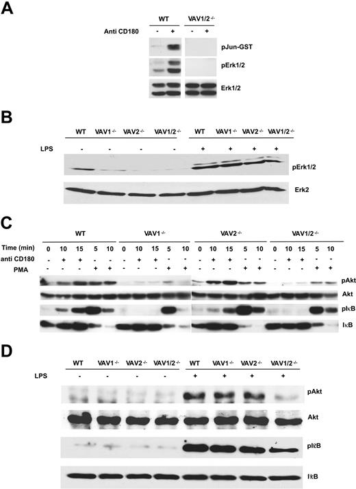 Figure 4. Vav-deficient mice show defects in MAP kinase, Akt, and IκB activation in response to LPS or anti-CD180 stimulation. B cells were stimulated with (A) anti-CD180 (5 μg/mL for 15 minutes), then analyzed for activation of JNK and ERK. (Top) JNK activity assessed by measuring c-Jun phosphorylation. (Middle) ERK activity assessed by blotting with anti-phospho ERK. (Bottom) Total ERK levels assessed by blotting with anti-ERK1 and -ERK2 antibodies. (B) LPS (10 μg/mL for 20 minutes) was then analyzed for activation of ERK activation using anti-phospho ERK. In this experiment anti-ERK-2 was used as the loading control. (C) 5 μg/mL anti-CD180 or 50 ng/mL PMA (phorbol 12-myristate-13-acetate) for the indicated times or (D) 10 μg/mL LPS for 20 minutes. Akt and IκBα phosphorylation were assessed by Western blot using phosphospecific antibodies. Subsequently, blots were stripped and reprobed with Akt or IκBα antibodies, respectively, to confirm equivalent protein loading.