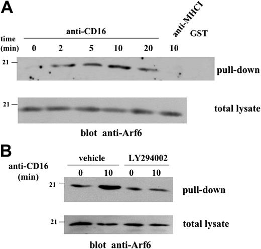Figure 1. CD16 stimulation induces PI3K-dependent Arf6 activation in human NK cells. (A) Cell lysates derived from unstimulated, anti–CD16- or anti–MHCI-stimulated cultured human NK cells (2.5 × 107/sample) were incubated with glutathione Sepharose beads conjugated with GST-GGA3 fusion protein or GST alone. The precipitated protein (top) or an aliquot of the samples derived from the same experiment (bottom) was separated by 12% SDS-PAGE. Western blot analysis with anti-Arf6 mAb was performed. (B) NK cells were pretreated with LY294002 (50 μM) or control medium (vehicle) and left unstimulated or stimulated with anti-CD16 mAb for 10 minutes. Cell lysates were precipitated and analyzed as above. One experiment representative of 4 performed is shown.