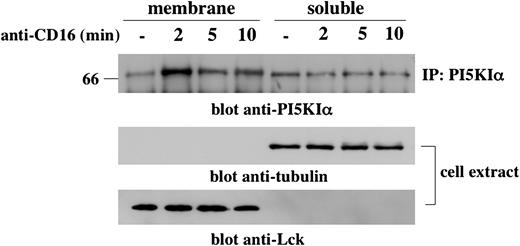 Figure 3. CD16 stimulation induces a transient PI5KIα membrane translocation. Unstimulated or CD16-stimulated cultured NK cells (1 × 108/sample) were fractionated as described in “Materials and methods.” (Top) PI5KIα immunoprecipitates were obtained from protein extract derived from membrane and soluble fraction, loaded on 8% SDS-PAGE, and analyzed by immunoblotting with anti-PI5KIα Ab. (Middle and bottom) Total cell extract derived from the samples of the same experiment was loaded on 8% SDS-PAGE and analyzed by immunoblotting. The equivalent protein amount within the lanes was checked by Ponceau S red staining. One experiment representative of 3 performed is shown.