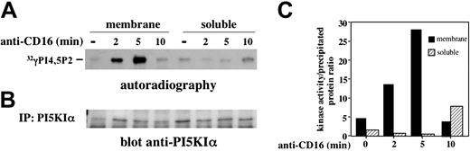 Figure 4. CD16 stimulation induces membrane-associated PI5KIα activation. (A) PI5KIα was immunoprecipitated from membrane and soluble fraction of unstimulated or CD16-stimulated cultured NK cells. Immunoprecipitates were assayed for PI5KIα activity, and the reaction products were subjected to TLC followed by autoradiography. Anti–MHCI-stimulated samples (not shown) showed a kinase activity that was superimposable to the unstimulated sample. (B) An aliquot of the immunoprecipitates from the same experiment was analyzed by immunoblot with anti-PI5KIα Ab. (C) The ratio between kinase activity and the amount of the kinase precipitated from the samples of the same experiment obtained by densitometric analysis, is shown. One representative experiment of 3 performed is shown.