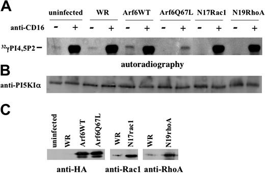 Figure 5. Arf6 but not Rho family small G proteins controls PI5KIα activation upon CD16 stimulation. (A) Cultured human NK cells were left uninfected or infected with the indicated recombinant vaccinia viruses. Lysates from 2 × 107 unstimulated or CD16-stimulated cells (5 minutes) were precipitated with anti-PI5KIα Ab. Immunoprecipitates were assayed for kinase activity. The panel derives from the autoradiography of 2 different TLC plates of the same experiment. (B) An aliquot of cell lysate derived from the same experiment was analyzed by immunoblotting. (C) The overexpressed constructs are shown. One representative experiment of 3 performed is shown.