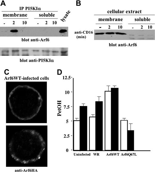 Figure 6. Arf6 mediates PI5KIα membrane recruitment and PLD activation upon CD16 stimulation. (A) PI5KIα immunoprecipitates were obtained from protein extract of membrane and soluble fraction of unstimulated or CD16-stimulated cultured human NK cells. Immunoprecipitated samples were divided into 2 equal aliquots and loaded on 12% (top) or 8% (bottom) SDS-PAGE and analyzed by immunoblotting as indicated. (B) Protein extracts derived from membrane and soluble fraction of unstimulated or CD16-stimulated cultured human NK cells were loaded on 12% SDS-PAGE and analyzed by immunoblotting. (C) Arf6-WT recombinant vaccinia virus–infected NK cells were stained with anti-HA mAb and analyzed by confocal microscopy (original magnification, × 600). (D) 3H oleic acid–radiolabeled NK cells were left uninfected or infected as indicated. Cells were left unstimulated (□) or stimulated with anti-CD16 (▪) in the presence of 0.5% ethanol. Lipids were separated by TLC, and the percentage of counts per minute of PetOH with respect to the total counts per minutes of phospholipids was quantified by liquid scintillation counted as a measure of PLD activity. Results are expressed as arbitrary units. Data from 3 independent experiments ± SD is shown.