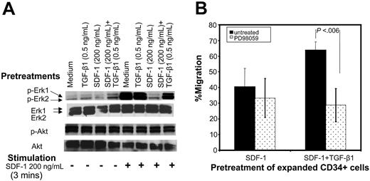 Figure 6. Improved chemotactic activity of cells pretreated with SDF-1 and TGF-β1 is associated with enhanced Erk1/Erk2 phosphorylation in response to SDF-1. (A) Ex vivo–expanded CD34+ cells were cultured in cytokine cocktail alone (medium) or along with TGF-β1, SDF-1, or SDF-1 and TGF-β1 for 24 hours. Cells were harvested, washed, and either left unstimulated or stimulated with 200 ng/mL SDF-1 for 3 minutes. Cells were solubilized, and extracts were subjected to immunoblotting by using anti–phospho Erk1/Erk2 or anti–phospho-Akt (Ser473) antibodies. After stripping and saturating nonspecific protein binding, we reprobed the same blots with anti–Erk1/Erk2 or anti-Akt antibody. Blots were developed by a chemiluminescence reaction and exposed to radiographic film. A representative experiment of 1 of 3 experiments performed is shown. (B) Effect of MEK inhibitor, PD98059, on migration activity of CD34+ cells pretreated with cytokine cocktail along with SDF-1 (200 ng/mL) or SDF-1 (200 ng/mL) + TGF-β1 (0.5 ng/mL) SDF-1 for 24 hours. Cells were tested for their migration response to SDF-1 (200 ng/mL). Data represent the mean ± SD of 4 independent experiments.