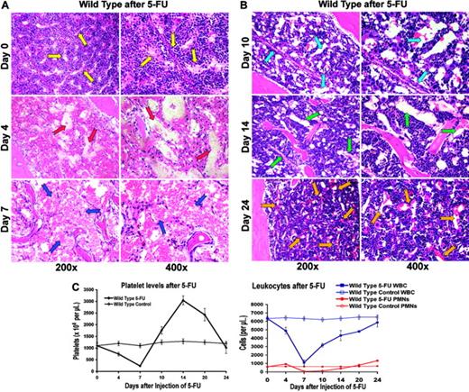 Figure 1. 5-FU–induced regression of hemangiogenesis in wild-type mice. (A-B) Chemotherapy-mediated disruption of the BM vascular niche is followed by regeneration of neovessels. On days 4, 7, 10, 14, and 24 after injection, 3 mice were killed, and their femurs were collected and processed for histologic analysis. Paraffin sections of the BM were stained by H&E. Representative sections at steady state and after 4, 7, 10, 14, and 21 days are shown. Arrows point to the BM vascular sinusoids. At baseline, there are small and narrow sinusoids, decorated by hematopoietic cells (yellow arrows). On day 4, there is a complete disruption of vasculature with plasma leakage (red arrows). On day 7, marrow hypocellularity and regression of BM vasculature with areas of hemorrhage are readily evident (blue arrows). Simultaneous with the regeneration of BM vasculature, which manifests itself in the formation of early, dilated nascent neosinusoids (light blue arrows), there is a rapid increase in the platelet counts. By day 14, the newly reconstructed sinusoids undergo remodeling (green arrows), a process that is completed by day 24 after myelosuppression (orange arrows). (C) Recovery of hematopoiesis parallels the histologic changes observed after myelosuppression. Wild-type mice were intravenously injected with one single dose of 250 mg/kg 5-FU (n = 16). Complete blood counts, including a differential white-blood-cell (WBC) count, were obtained using the Advia 120 Multi-Species Hematology Analyzer after a single intravenous injection with 5-FU. (Left) After initial pancytopenia, there is a rebound thrombocytosis up to 3.0 × 106/μL that lasts for several days (n = 16, P < .01 at day 14, 250 mg/kg 5-FU) before platelet counts revert to normal levels around 4 weeks after injection. (Right) Similarly, white blood cells reach their nadir around day 7 to revert more slowly to normal 4 weeks after myelosuppression without displaying rebound leukocytosis. Polymorphonuclear neutrophils (PMNs) take the same course as total white blood cells with neutropenia lasting about 18 days (average ± SE).