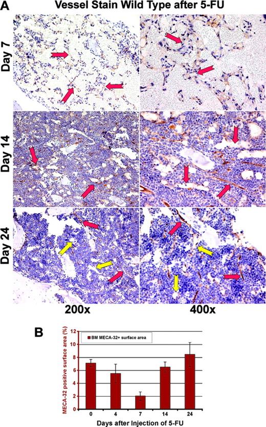 Figure 2. Regression of MECA-32–positive vessels in BM after 5-FU. (A) Regression and regeneration of marrow's vasculature after myelosuppression. In order to quantitate the degree of vascular regression after myelosuppression with 5-FU, the number of sinusoidal vessels was determined using the panendothelial marker MECA-32. At day 7 after myelosuppression, there is a profound regression and disruption of the BM vasculature with dilated and leaky vessels, displaying local disintegration (red arrows). Remarkably, by day 14 there is a gradual regeneration of large nascent vessels (red arrows at days 14 and 24). By day 24 after 5-FU myelosuppression, the large dilated nascent neovessels remodel into small functional fully RBC-loaded vessels decorated by hematopoietic cells, including megakaryocytes (yellow arrows). (B) Quantification of BM vasculature by determination of MECA-32–positive neovessel surface area. MECA-32/hematoxylin-stained BM sections were obtained at different time points after injection of 5-FU. The MECA-32–positive BM surface area was measured by quantification of the brown chroma pixels compared with the total number of pixels in the digital image as described in “Materials and methods.” At steady-state conditions, the surface area of MECA-32–positive cells as normalized to the percentage of total BM hematopoietic cell-surface area is about 7%. Myelosuppression diminishes the surface area index of MECA-32 positive to 2%, reminiscent of the vasculotoxic effects of 5-FU. All results are shown as mean ± standard deviation (n = 4, P < .01 at day 7).