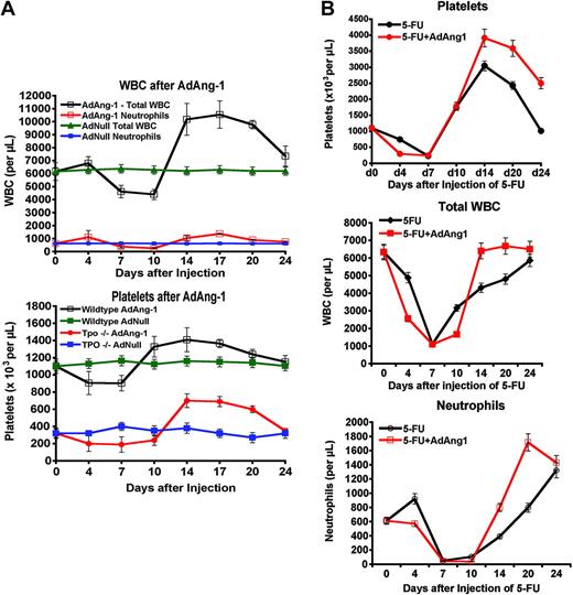 Figure 5. Impact of Ang-1 signaling on peripheral-blood counts. (A) Enforced Ang-1 expression stimulates hematopoiesis and restores platelet counts in Thpo–/– mice. Both wild-type and Thpo–/– mice received a single intravenous dose of AdAng-1 (109 pfu) or AdNull (109 pfu). Ang-1 induced a delayed, but sustained, leukocytosis and thrombocytosis with an almost 2-fold increase in total white blood cell counts (top) over baseline levels in wild-type mice (n = 4, P < .05 on day 17). This effect is reproducible independent of thrombopoietin, as injection of AdAng1 into Thpo–/– mice enhanced platelet production (bottom; n = 4, P < .05 at day 17). Data are expressed as the mean ± SEM. (B) Ad-Ang1 rescues neutropenia after 5-FU. Wild-type mice (n = 4 in each group) were injected with 250 mg/kg 5-FU and received either a single tail-vein injection of AdAng-1 (109 pfu) or AdNull (109 pfu). Whereas the nadirs of platelets (top), total white blood cells (middle), and neutrophils (bottom) were not changed, Ad-Ang1 lead to a significantly accelerated recovery of total white blood cells and neutrophils (P < .05 at day 14 after 5-FU). Platelet levels showed an exaggerated rebound thrombocytosis.