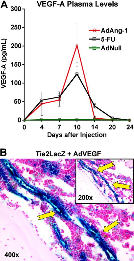 Figure 6. Role of VEGF-A. (A) Both 5-FU and Ang-1 induce VEGF-A expression in wild-type mice. Wild-type mice received a single intravenous injection of AdAng-1 (109 pfu), AdNull (109 pfu), or 5-FU (250 mg/kg). Introduction of Ang-1 and myelosuppression induced by 5-FU were followed by a robust increase in plasma VEGF-A levels, with maximum levels detected at day 10 after treatment with Ang-1 or 5-FU (n = 3, P < .001 on day 10). After 20 days, at the time where steady-state hematopoiesis was reached, VEGF-A levels reverted to normal. Data are displayed as mean ± standard deviation. (B) Introduction of VEGF-A induces up-regulation of Tie2 expression in the BM vasculature. Tie2-LacZ animals were injected with a single tail-vein injection of AdVEGF-A (1.5 × 108 pfu per injection, n = 4). At day 4 after injection, mice were killed and femurs obtained for histology. β-Gal staining showed exceptionally strong LacZ activity in the BM vasculature of treated animals, demonstrating that VEGF-A is a primary factor supporting the emergence of Tie2-positive endothelial cells.53,54