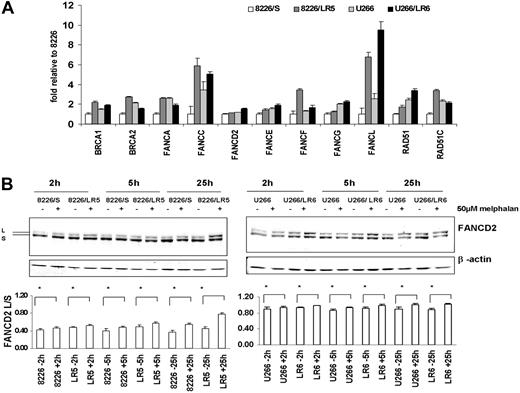 Figure 2. Enhanced expression of the FA/BRCA pathway in melphalan-resistant 8226/LR5 and U266/LR6 cells. (A) Real-time RT-PCR was performed using ABI low-density array card. Fold values were obtained by externally standardizing against identical amplifications in drug-sensitive 8226/S cells and by internally standardizing against GAPDH in each cell line. Data shown are mean value and SD. (B) FANCD2-L relative expression was elevated after melphalan treatment. Experiments were repeated 3 times. (Top) Representative blots are shown. β-Actin blot served as loading control in all blots. (Bottom) The FANCD2-L/S ratio was quantified using densitometry. The mean values and standard deviations from 3 independent experiments are shown. Student t test was used for statistical analysis. *P < .05.