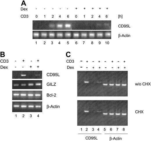 Figure 3. Dex-induced protein synthesis is not required for inhibition of CD95L mRNA expression. (A) Primary murine day-5 T cells were restimulated by anti-CD3 antibody in the presence or absence of 10-7 M Dex for the indicated periods of time. The mRNA expression level of CD95L and β-actin was detected by RT-PCR. (B) Primary murine day-5 T cells were restimulated by anti-CD3 antibody in the presence or absence of 10-7 M Dex for 5 hours. The mRNA expression of CD95L, GILZ, Bcl-2, and β-actin was detected by RT-PCR. (C) Same as in panel B, but restimulation with or without pretreatment for 2 hours with 10 μg/mL CHX. The mRNA expression of CD95L and β-actin was detected by RT-PCR. Results are representative of at least 3 independent experiments.