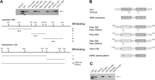 Figure 6. The GR binds to an nGRE in the CD95L promoter. (A) The CD95L promoter was searched for potential GR binding sites by comparing the promoter sequence to the consensus of well-characterized nGREs (shaded lines). Candidate sites were analyzed in vitro for GR binding by ABCD assay (“Materials and methods”). Biotinylated DNA fragments of different sizes were incubated with Jurkat whole-cell extract as a source for GR. The GRE from the tyrosine aminotransferase promoter (TAT) served as a positive control; TAT oligo with a mutated GRE (TATmut), as negative control. (B) Overview of the binding elements used. Conserved halfsites are shaded gray; nonconserved halfsites are boxed. The nGRE search pattern is shown in International Union of Pure and Applied Chemistry (IUPAC) nomenclature. (C) Same as in panel A, but using DNA fragments identified as positive for GR binding containing mutations in the conserved base pairs of the putative nGREs. Only 50% of the TAT sample was loaded here compared with the other samples.