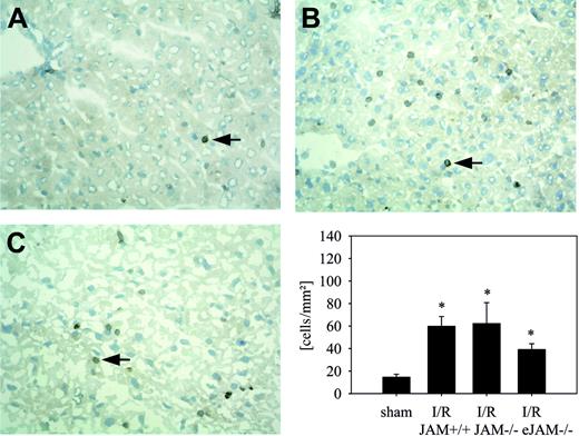 Figure 5. Transendothelial migration of T cells. Microphotographs demonstrate immunostaining for the T-cell marker CD3 in the liver tissue of a sham-operated mouse (A), a JAM-A+/+ mouse after I/R (90/140 minutes) (B), and a JAM-A-/- mouse after I/R (C, left). Extravascularly localized cells (arrows) were quantified in 10 high-power fields at microscope magnification × 400 (objective 40×/0.75) and (right) expressed as number of cells per square millimeter of liver surface (I/R-JAM+/+: JAM-A+/+ mice after I/R; I/R-JAM-/-: JAM-A-/- mice after I/R; and I/R-eJAM-/-: endothelial JAM-A-/- mice after I/R). n = 6 animals per group; mean ± SEM; *P < .05 versus sham-operated group.