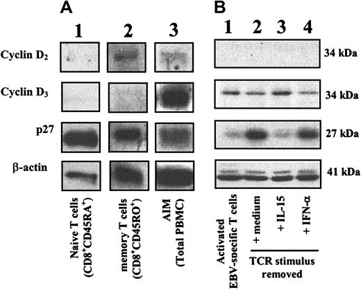 Figure 4. Cell-cycle–associated protein signatures. (A) Proteins (cyclin D2/D3, p27, and actin) extracted from freshly isolated naive T cells from a noninfected donor (lane 1), freshly isolated memory T cells from a healthy noninfected individual (CD8+ CD45RO+) (lane 2), and PBMCs isolated from a donor with AIM (lane 3) were subjected to Western blot analysis. (B) Western blot analysis and normalization ratio calculating the β-actin/antibody-positive protein band of activated EBV-specific T cells (lane 1) which were removed from TCR stimulus and maintained in either fresh medium alone (lane 2), IL-15 (lane 3), or IFN-α (lane 4) for 4 days. These results are representative of 3 separate experiments.