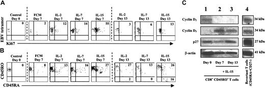 Figure 6. Generation of CD45RA revertants in CD8+ T cells by IL-15. CD8+ CD45RO+ T cells were negatively depleted from freshly isolated PBMCs and placed in culture with fresh medium supplemented by a single dose of either fibroblast-conditioned medium (FCM), IL-2, IL-7, or exogenous IL-15. The extent of proliferation in CD8+ tetramer+ T cells (A) was examined by using antibodies to Ki67 on days 0, 7, and 13. CD45R expression was also determined on days 0, 7, and 13 in CD8+ tetramer+ T-cell populations (B) and in total CD8+ T cells (B) exposed to either FCM or IL-15. (C) Western blot analysis of cell-cycle proteins (cyclin D2/D3, p27, and actin) in freshly isolated, resting CD8+ CD45RO+ memory T cells (lane 1). These CD8+ CD45RO+ memory T cells were subsequently exposed to a single dose of exogenous IL-15. The relative expression of cyclin D2/D3, p27, and actin was determined by Western blot analysis 7 (lane 2) and 13 days (lane 3) after exposure to IL-15. Cell-cycle–associated protein expression was determined by Western blot analysis in freshly isolated CD45RA+ CD27– revertant T cells (lane 4). These results are representative of 3 separate experiments.