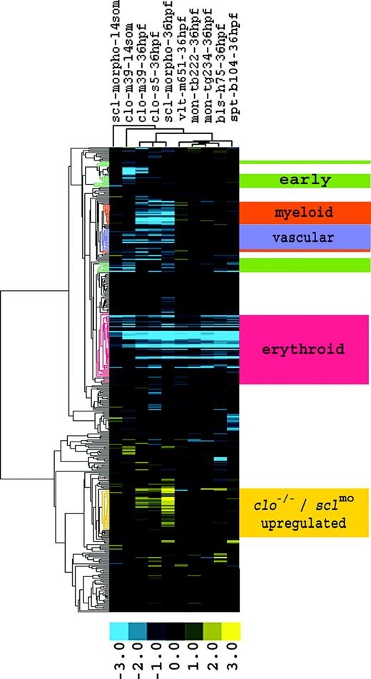 Figure 1. Comparison of gene expression profiles demarcates clusters with similar and differential gene regulation between mutants. There were 387 genes differentially expressed between WT and clo embryos. The expression responses of these genes were then determined in clo, vlt, mon, bls, and spt mutants, as well as in sclmo, and hierarchically clustered. Four clusters that matched the predicted expression profiles of the early hematopoietic and vascular genes, of the erythroid, myeloid, and vascular lineages, and an additional cluster with genes up-regulated in clo and sclmo embryos, are highlighted. Fold changes are shown as log2 (mutant/WT, or morphant/uninjected). Blue and yellow boxes indicate decreased and increased gene expression, respectively, in mutant compared with WT (morphant compared with uninjected) embryos.