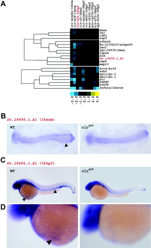 Figure 2. Stronger down-regulation in clo at 14 somites than at 36 hpf reveals early hematopoietic and vascular genes. (A) Genes in this cluster are marked by a predominant decrease in expression in clom39 at 14 somites (som). Fold changes are shown as log2 (mutant/WT, or morphant/uninjected). Blue and yellow boxes indicate decreased and increased gene expression, respectively, in mutant compared with WT (morphant compared with uninjected) embryos. The expression of genes highlighted in red is illustrated by in situ hybridization in panels B, C, and D. (B) At 14 somites, transcripts of Dr.194 96.1.A1 are present in the ICM of WT (arrowhead), but not in clom39. (C) At 36 hpf, expression of Dr.194 96.1.A1 is weakly detected in vasculature and in circulating erythrocytes (arrowheads) of WT embryos, but almost completely absent in clom39. Additional expression of Dr.194 96.1.A1 in epidermal cells, in the brain, and in the eye is present in both WT and clom39. (D) Higher magnification of panel C. Transcripts of Dr.194 96.1.A1 are detected in circulating erythrocytes (arrowhead) on the yolk sac of WT, but not of clom39 embryos at 36 hpf.