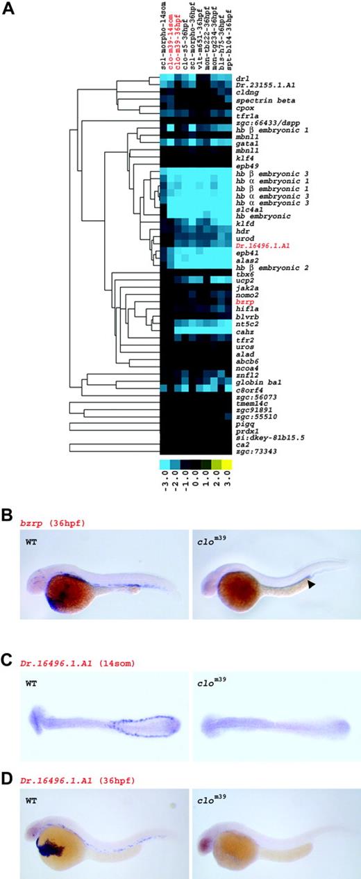 Figure 3. Genes down-regulated in all mutants are expressed in erythroid cells. (A) Expression profile of the erythroid gene set. As erythropoiesis is disrupted in all mutants and in sclmo embryos, the set of globally down-regulated genes at 36 hpf was linked to the erythroid lineage. Columns represent mutants of which name, tested allele, and the respective developmental stage are given; rows represent genes. Fold changes are shown as log2 (mutant/WT, or morphant/uninjected). Blue and yellow boxes indicate decreased and increased gene expression, respectively, in mutant compared with WT (morphant compared with uninjected) embryos. The expression of genes highlighted in red is illustrated by in situ hybridization in panels B, C, and D. (B) Expression of bzrp in WT and in clom39 embryos at 36 hpf. Transcripts of bzrp are abundantly detected in circulating erythrocytes in WT, but only in a limited number of cells in the trunk around the posterior part of the yolk tube extension in clom39 (arrowhead). (C) Transcripts of Dr.164 96.1.A1 are present in cells of the ICM of WT embryos, but absent in clom39 (both shown at 14-somite stage). (D) At 36 hpf, Dr.164 96.1.A1 is expressed in circulating erythrocytes in WT, but not in clom39 embryos.