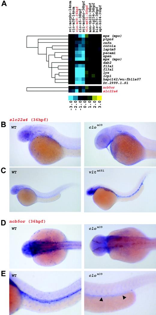 Figure 4. Genes up-regulated in vlt at 36 hpf represent myeloid genes. (A) Genes down-regulated in clo and sclmo embryos, up-regulated in vlt, but unaffected in the other mutants, were linked to the myeloid lineage. Columns represent mutants of which name, tested allele, and the respective developmental stage are given; rows represent genes. Fold changes are shown as log2 (mutant/WT, or morphant/uninjected). Blue and yellow boxes indicate decreased and increased gene expression, respectively, in mutant compared with WT (morphant compared with uninjected) embryos. The expression of genes highlighted in red is further illustrated by in situ hybridization in panels B, C, D, and E. (B,C) Expression of slc22a4 in WT, clom39, and vltm651 embryos at 36 hpf; transcripts are highly restricted to myeloid cells in WT, abundant in circulating myeloid cells of vltm651 embryos, but absent in clom39 mutants. (D,E) In WT embryos, ncb5or is expressed in myeloid cells and in vasculature at 36 hpf. clom39 mutants show only low levels of transcription in angioblasts around the posterior region of the yolk tube extension (arrowheads). Panel D shows dorsal view; panel E shows lateral view.