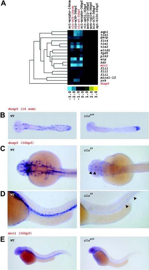 Figure 5. Genes down-regulated in clo and sclmo embryos show vascular expression pattern. (A) Expression profile of the vascular gene set. The set of genes specifically down-regulated in clo at 14 somites and in clo and sclmo at 36 hpf was linked to the vasculature. Columns represent mutants of which name, tested allele, and the respective developmental stage are given; rows represent genes. Fold changes are shown as log2 (mutant/WT, or morphant/uninjected). Blue and yellow boxes indicate decreased and increased gene expression, respectively, in mutant compared with WT (morphant compared with uninjected) embryos. The expression of genes highlighted in red is further illustrated by in situ hybridization in panels B, C, D, and E. (B) Expression of dusp5 in WT and in clom39 embryos at 14 somites. Transcripts are found in ICM cells in WT, but are nearly absent in clom39 mutants; low levels of expression are only present in the tail bud. (C,D) Expression of dusp5 at 36 hpf. dusp5 transcripts are detected throughout the entire arterial and venous system in WT embryos. In clos5 embryos, expression is limited to a small area in the brain and to the posterior trunk (arrowheads). Panel C shows dorsal view; panel D shows lateral view. (E) mrc1 is expressed in the vasculature of WT embryos at 36 hpf, but is almost entirely absent in clom39.