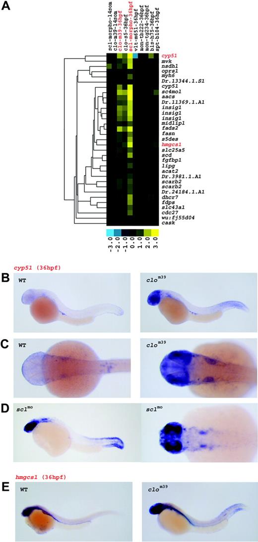 Figure 6. Isoprenoid synthesis genes are up-regulated in the head and tail of clo and sclmo embryos. (A) Expression profile of the genes up-regulated in clo and sclmo embryos at 36 hpf. Columns represent mutants of which name, tested allele, and the respective developmental stage are given; rows represent genes. Fold changes are shown as log2 (mutant/WT, or morphant/uninjected). Blue and yellow boxes indicate decreased and increased gene expression, respectively, in mutant compared with WT (morphant compared with uninjected) embryos. The expression of genes highlighted in red is further illustrated by in situ hybridization in panels B, C, D and E. (B-D) Expression of cyp51 at 36 hpf. In WT, transcripts are found in germ cells and at low levels in epidermal cells of the forehead and of the tail fin; in clom39 embryos, abundant expression of cyp51 is detected primarily in the eye, in the brain, and in epidermal cells of the forehead and the tail fin. Panel B shows lateral view; panel C shows dorsal view. (D) sclmo embryos at 36 hpf show an expression pattern similar to clo, with transcripts of cyp51 abundant in the eye, in epidermal cells of the forehead and the tail fin, and around the otic placode. (E) WT embryos express only low levels of hmgcs1 in the brain and the eye at 36 hpf. In clom39 mutants at 36 hpf, hmgcs1 is highly expressed in the brain, in the eye, and in epidermal cells of the caudal fin.