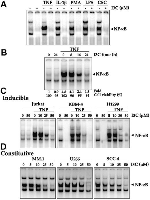 Figure 1. Effect of I3C on TNF-induced NF-κB activation. (A) I3C blocks NF-κB activation induced by TNF, PMA, LPS, and CSC. Jurkat cells were preincubated with 50 μM I3C for 24 hours; treated with 0.1 nM TNF and 10 μg/mL LPS for 30 minutes; treated with 100 ng/mL IL-1β, 15 ng/mL PMA, and 1 μg/mL CSC for 1 hour; and then analyzed for NF-κB activation as described in “Materials and methods.” (B) Jurkat cells were preincubated at 37°C with 50 μM I3C for the indicated times and then treated with 0.1 nM TNF at 37°C for 30 minutes. Nuclear extracts were then prepared and assayed for NF-κB activation by EMSA. Cell viability was determined by the trypan blue dye exclusion method. (C) I3C suppresses TNF-induced NF-κB in a dose-dependent manner in Jurkat, KBM-5, and H1299 cells. Cells were incubated with different concentrations of I3C for 24 hours, followed by an incubation with 0.1 nM TNF for 30 minutes. Nuclear extracts were then prepared and assayed for NF-κB activation by EMSA. (D) I3C inhibits constitutive NF-κB activation. MM.1, U266, and SCC-4 cells were incubated with different concentrations of I3C for 24 hours. Nuclear extracts were then prepared and assayed for NF-κB activation by EMSA.