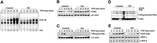 Figure 2. Effect of I3C on IκBα phosphorylation and degradation induced by TNF. (A) I3C inhibits TNF-induced activation of NF-κB. Jurkat cells were incubated with 50 μM I3C for 24 hours, treated with 0.1 nM TNF for indicated times, and then analyzed for NF-κB activation by EMSA. (B) Effect of I3C on TNF-induced degradation of IκBα. Jurkat cells were incubated with 50 μM I3C for 24 hours and treated with 0.1 nM TNF for the indicated times. Cytoplasmic extracts were prepared, fractionated on 10% SDS-PAGE, and electrotransferred to nitrocellulose membrane. Western blot analysis was performed with anti-IκBα antibody. Anti-β-actin antibody was the loading control. (C) Effect of I3C on the phosphorylation of IκBα by TNF. Jurkat cells were incubated with of 50 μM I3C for 24 hours and treated with 0.1 nM TNF for the indicated times. Cytoplasmic extracts were fractionated and then blotted using phosphospecific anti-IκBα antibody. (D) Effect of I3C on TNF-induced ubiquitination of IκBα. Jurkat cells were pretreated with 50 μM I3C for 24 hours, then with 100 μg/mL N-acetyl-leucyl-leucyl-norleucinal (ALLN) for 1 hour, and finally with 0.1 nM TNF for 15 minutes. Whole-cell extracts were prepared, fractionated, and examined by Western blot analysis using anti-IκBα antibody. (E) Effect of I3C on the activation of IKK by TNF. Jurkat cells were incubated with 50 μM I3C for 24 hours and then activated with 1 nM TNF for different times. Whole-cell extracts were immunoprecipitated with antibody against IKK-α and analyzed by immunocomplex kinase assay. To examine the effect of I3C on the level of expression of IKK proteins, whole-cell extracts were fractionated on SDS-PAGE and examined by Western blot analysis using anti-IKK-α and anti-IKK-β antibodies.