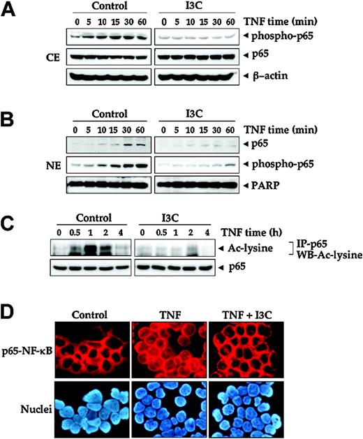 Figure 3. Effect of I3C on the TNF-induced translocation of p65 into the nucleus. (A) Western blot analysis of phospho-p65 and p65 using cytoplasmic extracts (CE). Jurkat cells were incubated with 50 μM I3C for 24 hours and treated with 0.1 nM TNF for the indicated times in minutes. Cytoplasmic extracts were prepared and subjected to Western blot analysis using anti-p65 antibody and phosphospecific anti-p65 antibody. (B) Western blot analysis of phospho-p65 and p65 using nuclear extracts (NE). Jurkat cells were incubated with 50 μM I3C for 24 hours and treated with 0.1 nM TNF for the indicated times. Nuclear extracts were prepared and subjected to Western blot analysis using anti-p65 and phosphospecific anti-p65 antibodies. For loading control of nuclear protein, the membrane was blotted with anti-PARP antibody. (C) Effect of I3C on TNF-induced acetylation of p65. Jurkat cells were incubated with 50 μM I3C for 24 hours and then treated with 1 nM TNF for the indicated times. Whole-cell extracts were prepared, immunoprecipitated (IP) with anti-p65 antibody, and then examined by Western blot analysis (WB) using anti-acetyl-lysine antibody. Whole-cell extracts were subjected to Western blot analysis using anti-p65 antibody. (D) Immunocytochemical analysis of p65 localization after treatment with 1 nM TNF in the absence or presence of 50 μM I3C. Jurkat cells were incubated with I3C for 24 hours and then treated with 1 nM TNF for 30 minutes. Cells were subjected to immunocytochemistry as described in “Materials and methods.” Stained slides were mounted with mounting medium (Sigma-Aldrich) and analyzed under an epifluorescence microscope (Labophot-2; Nikon, Tokyo, Japan). Pictures were captured using a Photometrics Coolsnap CF color camera (Nikon, Lewisville, TX) and MetaMorph Version 4.6.5 software (Universal Imaging, Downingtown, PA). Original magnification, ×200.