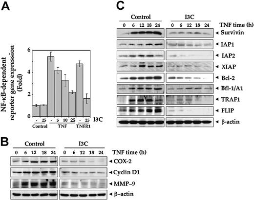 Figure 4. I3C inhibits the TNF-induced expression of NF-κB-dependent genes. (A) I3C inhibits the NF-κB-dependent reporter gene expression induced by TNF and TNFR1. A293 cells were transiently transfected with an NF-κB-containing plasmid alone or with TNFR1-expressing plasmids for 24 hours. After transfection, cells were washed and treated with the indicated concentrations of I3C for 24 hours. For TNF-treated cells, cells were washed and treated with 1 nM TNF for an additional 24 hours. The supernatants of the culture medium were assayed for SEAP activity as described in “Materials and methods.” Values represent the mean ± SD of triplicate cultures. (B) I3C inhibits TNF-induced cyclin D1, COX-2, and MMP-9 expression. Jurkat cells were incubated with 25 μM I3C and then treated with 1 nM TNF for the indicated times. Whole-cell extracts were prepared and analyzed by Western blot analysis using antibodies against cyclin D1, COX-2, and MMP-9. (C) I3C inhibits the expression of TNF-induced antiapoptotic proteins. Jurkat cells were incubated with 25 μM I3C and then treated with 1 nM TNF for the indicated times. Whole-cell extracts were prepared and analyzed by Western blot analysis using antibodies against survivin, IAP1, IAP2, XIAP, Bcl-2, Bfl-1/A1, TRAF1, FLIP, and β-actin.