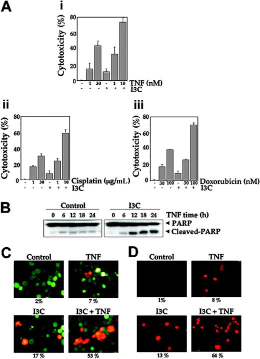Figure 5. I3C enhances TNF-induced cytotoxicity. (A) I3C enhances TNF- and chemotherapy-induced cytotoxicity. A total of 5000 Jurkat cells were seeded in triplicate in 96-well plates. Cells were pretreated with 1 μM I3C and then incubated with indicated concentrations of TNF (i), cisplatin (ii), or doxorubicin (iii) for 72 hours. Thereafter, cell viability was analyzed by the MTT method as described in “Materials and methods.” Values represent the mean ± SD of triplicate cultures. (B) Jurkat cells were pretreated with 25 μM I3C and then incubated with 1 nM TNF for the indicated times. Whole-cell extracts were prepared, subjected to SDS-PAGE, and blotted with anti-PARP antibody. (C) Jurkat cells were pretreated with 25 μM I3C and then incubated with 1 nM TNF for 16 hours. Cells were stained with Live and Dead assay reagent for 30 minutes and then analyzed under a fluorescence microscope as described in “Materials and methods.” (D) Jurkat cells were pretreated with 25 μM I3C and then incubated with 1 nM TNF for 16 hours. Cells were fixed, stained with TUNEL assay reagent, and then analyzed under a fluorescence microscope as described in “Materials and methods.” Stained slides were mounted with mounting medium (Sigma-Aldrich) and analyzed under an epifluorescence microscope (Labophot-2; Nikon). Pictures were captured using a Photometrics Coolsnap CF color camera (Nikon, Lewisville, TX) and Meta Morph version 4.6.5 software (Universal Imaging). Original magnification, ×200.