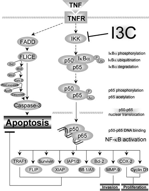 Figure 7. A schematic diagram of the effect of I3C on TNF-induced NF-κB activation and apoptosis.