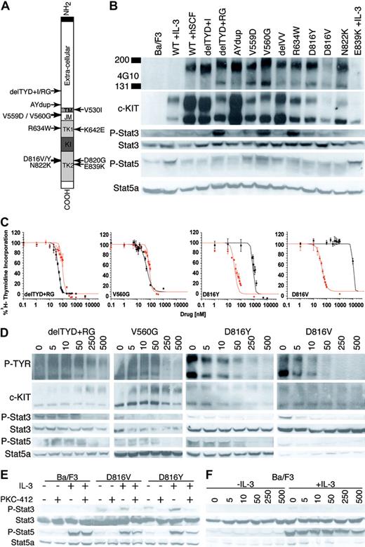 Figure 1. Imatinib mesylate resistant c-Kit mutations are sensitive to PKC412. (A) Schematic of the c-KIT protein indicating the relative location of structural and functional domains, as well as location of 14 c-KIT mutations evaluated. The JM delVV mutation occurs at V559V560. ▪ indicates amino terminal signal peptide. Other domains of c-KIT are indicated as follows: □, extracellular domain; TM, transmembrane domain; JM, juxtamembrane domain; TK1, nucleotide binding subdomain of split kinase domain; KI, kinase insert domain; and TK2, catalytic subdomain of split kinase domain. (B) Ba/F3-transforming c-KIT mutations are constitutively phosphorylated and phosphorylate Stat3 and Stat5. Blots from top to bottom: antiphosphotyrosine Western blot of Ba/F3 lysates immunoprecipitated with anti-c-KIT; anti-c-KIT Western blot of immunoprecipitates in top blot; anti-phospho-Stat3 Western blot of whole-cell lysates (WCLs) from IP in top blot; anti-Stat3 Western blot of same WCLs; anti-phospho-Stat5 Western blot of WCLs from IP in top blot; and anti-Stat5a Western blot of the same WCLs. (C) Representative growth curves of delTYD + RG, V560G, D816Y, and D816V transduced Ba/F3 cell lines. Plotted is the percentage ± SD of 3H-thymidine incorporation of drug-treated cells relative to no-drug controls. Cells were treated with imatinib mesylate (black) or PKC412 (red). Cells were grown in the absence of IL-3 or rhSCF. (D) Dose response of PKC412 inhibition of c-KIT, Stat5, and Stat3 phosphorylation. Shown are data from delTYD + RG, V560G, D816Y, and D816V transformed Ba/F3 cells. Blots are as in panel B. Cells were grown in the absence of IL-3 and the indicated concentration of PKC412 (nM) for 4 hours. (E) PKC412 does not inhibit IL-3-induced Stat5 phosphorylation. Blots from top to bottom: anti-phospho-Stat3 Western blot of WCLs from indicated cell lines with or without IL-3 (10 ng/mL) and PKC412 (250 nM/mL), for which Ba/F3 cells were starved of IL-3 and serum for 4 hours prior to addition of IL-3 and PKC412; anti-Stat3 Western blot of WCLs in top blot; anti-phospho-Stat5 Western blot of WCLs as in top blot; and anti-Stat5a Western blot of same WCLs. (F) Dose response of Stat5 phosphorylation to PKC412 in Ba/F3 cells. Blots are as for panel E. Ba/F3 cells were starved of IL-3 and FCS for 4 hours, then incubated with or without IL-3 (10 ng/mL) in the presence of the indicated concentration of PKC412 for 4 hours.