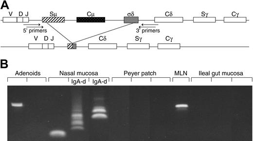 Figure 1. Method and performance of PCR used to detect B cells with Cμ deletion. (A) Schematic representation of the Cμ-Cδ switch region of the CH gene. Recombination between donor and acceptor switch regions (S-S recombination) is the basis for Ig class switch. Because no authentic Sδ region exists, IgD expression depends on recombination between Sμ and an intronic Cμ-Cδ sequence (σδ), thereby deleting Cμ and a variable part of the Sμ region. Amplification of Sμ-σδ recombination was obtained by nested PCR with primer positions as indicated. (B) DNA samples from 12 consecutive tissue samples analyzed as shown above. Variable break points give rise to dissimilar size of the PCR products, thereby revealing several clones depending on the frequency of their local occurrence. MLN indicates mesenteric lymph node; IgA-d, IgA-deficient samples.