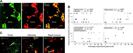 Figure 3. IgD+ plasma cells examined in situ for J chain, Cμ deletion, and CCR10 expression. (A) Paired immunofluorescence staining for IgD and J chain in normal lacrimal gland from an IgA-deficient individual. The merge shows that virtually all IgD+ plasmablasts and plasma cells are J chain+ (yellow cytoplasm) and, thus, of a mucosal phenotype. Epithelial elements (acini) are devoid of IgD, which is not a secretory antibody. IgD-J chain+ cells (purely red in merge) were either IgM+ (20%) or IgG+ (9.5%) as revealed in adjacent sections (not shown) (× 80). (B) Correlation (Spearman rank test) between the percentage of IgD+ plasmablasts and plasma cells relative to other isotypes as determined by immunohistochemistry (logarithmic scale), and the parallel frequency of samples containing B-cell clones with Cμ deletion graded according to the number of PCR products revealed as electrophoretic bands: 1, +; 2-3, ++; and > 3, +++ (see Figure 2B). Open symbols represent IgA-deficient samples. (C) Paired immunofluorescence staining for IgD and CCR10 on sections of 3 tissues as indicated. Merges show many IgD-CCR10+ plasmablasts or plasma cells (presumably mainly IgA+) but also several IgD+ cells with (arrows) or without (arrowheads) peripheral CCR10 expression. Two CCR10+ plasmablasts, one being distinctly double-positive, are seen in tonsillar germinal center (GC) at the border to the mantle zone (MZ), which consists mainly of naive sIgD+ B lymphocytes (left, × 60). Extrafollicular area of adenoids (middle, × 100) and glandular area of nasal mucosa (right, × 100) contain many CCR10+ large cells.