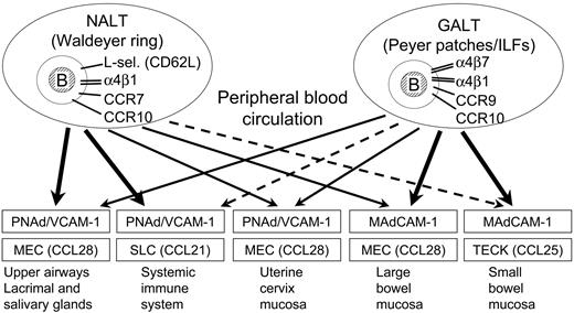 Figure 6. Putative scheme for mucosal B-cell homing in humans. Depicted are graded pathways (arrows) presumably followed by mucosal B cells of any isotype activated in nasopharynx-associated lymphoid tissue (NALT) represented by human Waldeyer lymphoid ring (including palatine tonsils and adenoids), versus gut-associated lymphoid tissue (GALT) represented by Peyer patches and isolated lymphoid follicles (ILFs) scattered along the intestinal tract, particularly in the large bowel. The principal homing-molecule profiles of the respective B-cell populations (top compartments), and the adhesion/chemokine cues believed to direct the extravasation of effector B cells into various tissue compartments (boxes), are indicated.
