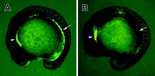 Figure 1. Gata1-GFP homozygous transgenic fish were used to identify clo–/– mutants at the 15-somite stage. (A) Wild-type embryo; (B) clo–/– embryo. Note that GFP fluorescence in hematopoietic precursor cells (arrows) is absent in the clo–/– embryo, while nonspecific GFP expression in the anterior region is not affected (arrowheads).