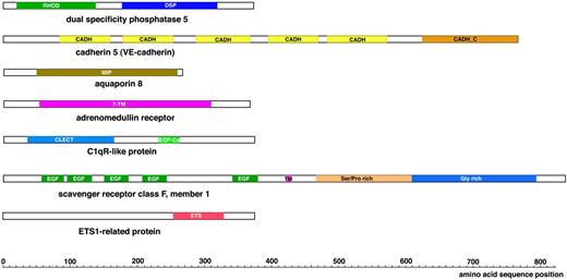 Figure 2. Schematic view of the protein domains present in the novel vasculature-specific zebrafish proteins. RHOD denotes a Rhodanese homology domain; DSP, dual specificity phosphatase; CADH, cadherin repeat; CADH_C, cadherin cytoplasmic domain; 7-TM, 7 transmembrane domains; MIP, major intrinsic protein family domain; CLECT, C-type lectin; EGF-Ca, calcium binding EGF-like homology domain; EGF, EGF-like homology domain; TM, transmembrane domain; and ETS, ETS family DNA binding domain.