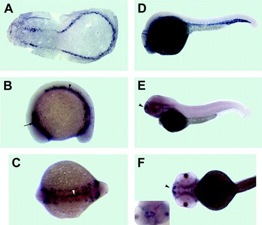 Figure 3. Expression pattern of the dual specificity phosphatase 5 (dusp5) as analyzed by in situ hybridization. Anterior is to the left in all panels. (A)The 3-somite stage. A flat mount of the deyolked embryo. dusp5 is expressed in presumptive endothelial precursor cells, which form 2 bilateral stripes of cells that merge in the posterior. The 15-somite stage: (B) lateral view and (C) dorsal view. dusp5 is expressed in 2 bilateral stripes of cells within the lateral mesoderm in the anterior (arrow in B) and middle/posterior (arrowhead in B) parts of an embryo. In addition, a stripe of dusp5-expressing cells is apparent at the midline and extends through the middle and posterior parts of an embryo (arrowhead in C). (D) The 26-hpf stage. dusp5 expressed in all endothelial cells of the axial, head, and intersomitic vessels. The 52-hpf stage: (E) lateral view, (F) ventral view, and (inset) rostral view. dusp5 is expressed in a subset of nonvascular cells in the forebrain (arrowhead).