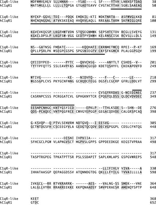 Figure 6. Zebrafish C1qR-like protein is distantly related to the human complement receptor C1qR precursor protein (hC1qR1). Lectin homology domain is underlined; a line above a section indicates EGF-Ca domain; identical and similar amino acids are shaded. GeneWorks 2.5 software (Oxford Molecular Group, Campbell, CA) was used for the alignment.