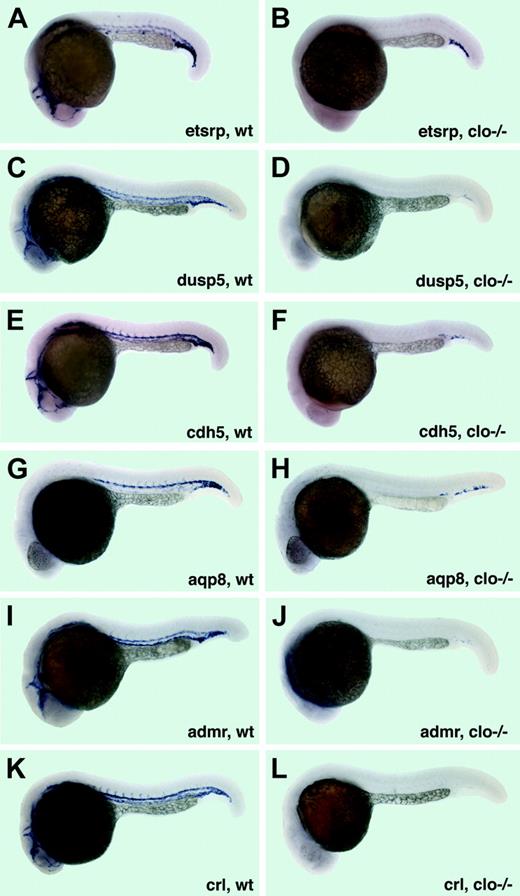 Figure 7. Expression of vascular-specific genes in cloche mutants at 22 to 24 hpf. (A-B) etsrp expression in the vasculature of wild-type siblings (A) and clo–/– embryos (B). Note that only a few etsrp-expressing cells in the cardinal vein plexus region are remaining in clo mutant embryos. (C-D) dusp5 expression in wild-type siblings (C) and clo–/– embryos (D). Note that only a few cells with faint dusp5 expression in the cardinal vein plexus region are remaining in clo mutant embryos. (E-F) cdh5 mRNA expression in wild-type siblings (E) and clo–/– embryos (F). Note that only a few cdh5-expressing cells in the cardinal vein plexus region are remaining in clo mutant embryos. (G-H) aqp8 expression in wild-type siblings (G) and clo–/– embryos (H). Note that only a few aqp8-expressing cells in the cardinal vein plexus region are remaining in clo mutant embryos. (I-J) admr expression in wild-type siblings (I) and clo–/– embryos (J). Note that only a few cells with a very faint admr expression in the cardinal vein plexus region are remaining in clo mutant embryos. (K-L) crl expression in wild-type siblings (K) and clo–/– embryos (L). Note that no crl-expressing cells are remaining in clo mutant embryos.