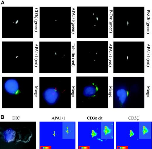 Figure 3. Restricted area of the cSMAC defined by the APA1/1 epitope. (A) Localization of APA1/1 staining in the cSMAC. Jurkat T cells were incubated for 15 minutes with SEE-treated Raji APCs. The APCs were prestained with CMAC (blue), and the T-cell/APC conjugates were stained with the markers indicated in green (top row) and red (middle row). Cell conjugates were examined with a charge-coupled device (CCD) camera at a magnification of 100 ×. P-Tyr indicates antiphosphotyrosine antibody 4G10. (B) A differential interference contrast (DIC) image of the T cell/APC conjugate is shown to illustrate the position of the IS. APA1/1 marks a restricted area within the cSMAC. Jurkat-Raji cell conjugates were prepared as above and triple stained for APA1/1 (green channel), CD3ϵ cytoplasmic tail M20 (red channel), and CD3ζ (far red channel). Each channel was analyzed separately to provide a color-coded scale of intensities (red represents the strongest signal). (insets) 1.5-fold magnifications of the IS. Images were acquired with a Zeiss Axiovert 200 microscope.