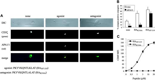Figure 5. APA1/1 epitope distinguishes between synapses of CD4+ T cells stimulated with agonist and with antagonist peptides. (A) T-cell/APC synapses. CH7C17 cells were incubated for 15 minutes with DAP-DR1-ICAM APCs loaded with 10 μM of the indicated peptides. DIC image of a representative T-cell/APC conjugate is shown for each condition. T cells were stained after fixation and permeabilization with anti-CD3ζ (green) and APA1/1 (red). Images were acquired with a Zeiss Axiovert 200 microscope with a CCD camera using a 100×/1.3 oil iris Plan-Neoplanar lens. (B) Quantitation of T-cell/APC synapses. Fifty to 60 T-cell/APC conjugates were counted per stimulation condition, and the percentage of cells with CD3ζ or APA1/1 concentrated in the IS is indicated as the mean ± SD of an experiment in duplicate. (C) T-cell stimulation. CH7C17 cells were stimulated for 24 hours with DAP-DR1-ICAM cells preloaded with the indicated concentrations of the agonist and antagonist peptides; induction of CD69 expression was evaluated by flow cytometry. Expression of CD69 is shown as the mean ± SD of an experiment in triplicate.